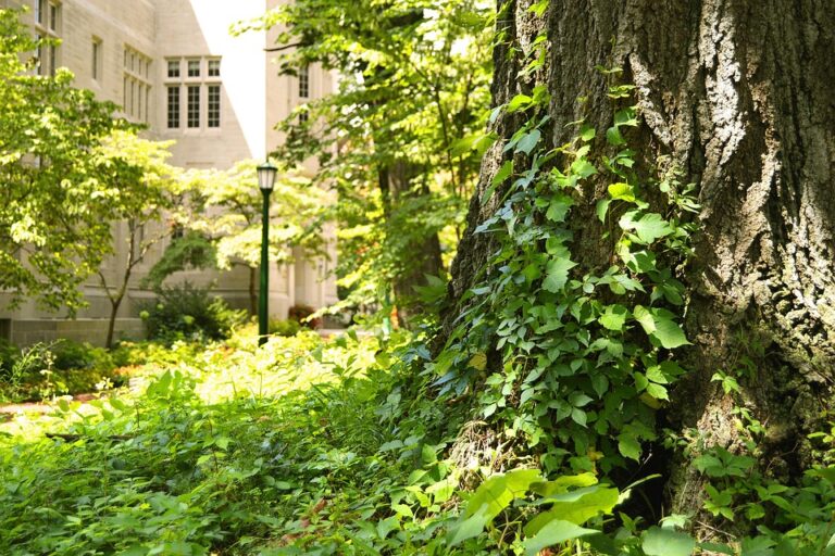 Mahasiswa Berprestasi di Universitas Pelita Harapan: Kisah Sukses dan Inspiratif